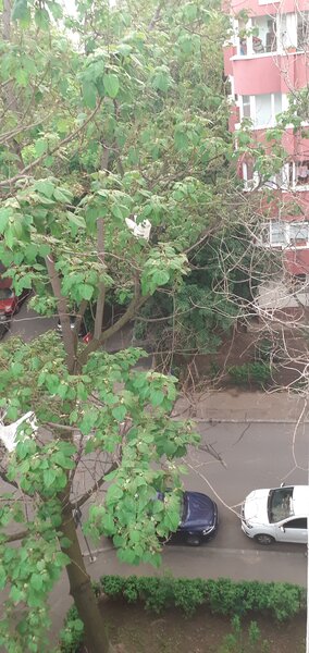 Panduri, Calea 13 Septembrie